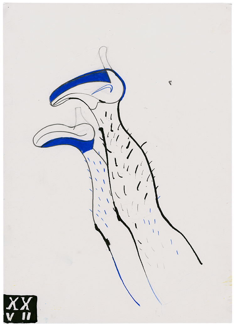 XXVII